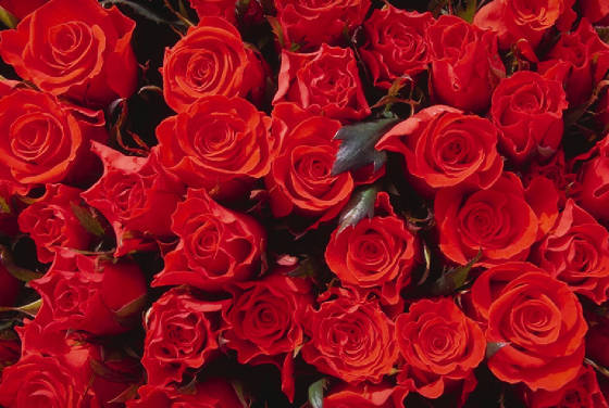 redroses.jpg